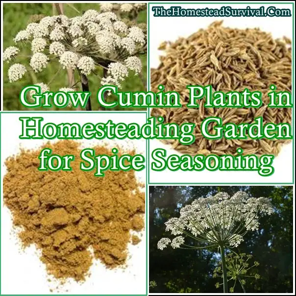 Grow Cumin Plants in Homesteading Garden for Spice Seasoning 