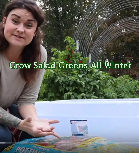 Grow Salad Greens All Winter