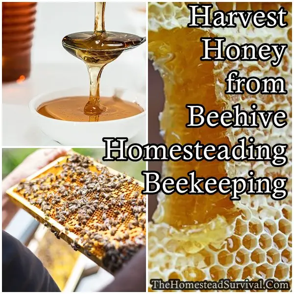 Harvest Honey from Beehive Homesteading Beekeeping - The Homestead Survival - Homesteading