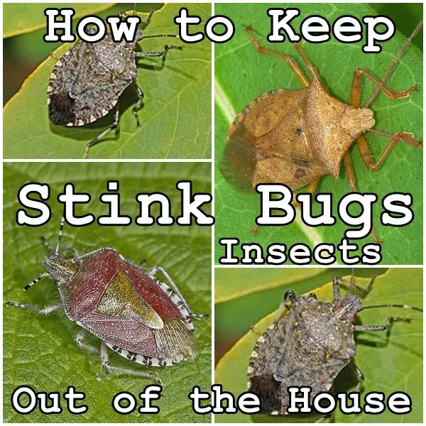 How to Keep Stink Bugs Insects Out of the House - The Homestead Survival