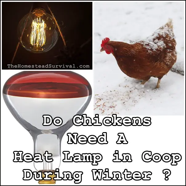  Do Chickens Need A Heat Lamp in Coop during Winter ? - Homesteading - The Homestead Survival 