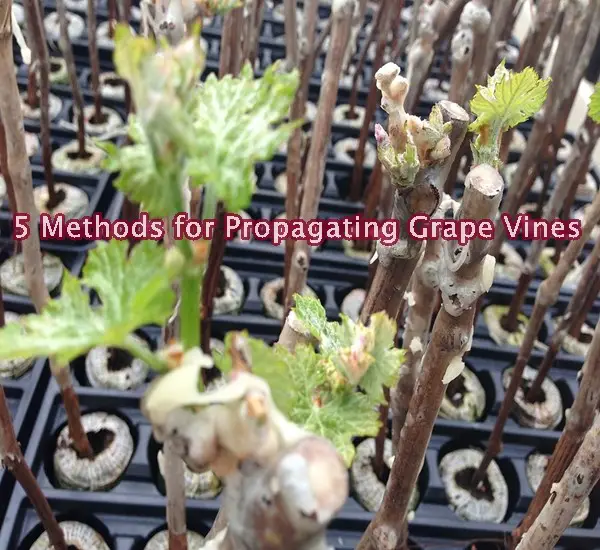 5 Methods for Propagating Grape Vines