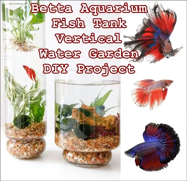 Betta Aquarium Fish Tank Vertical Water Garden DIY Project - The Homestead Survival - Siamese fighting fish