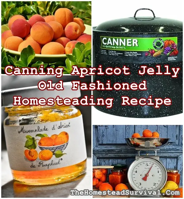 Canning Apricot Jelly Old Fashioned Homesteading Recipe - The Homestead Survival - Food Storage