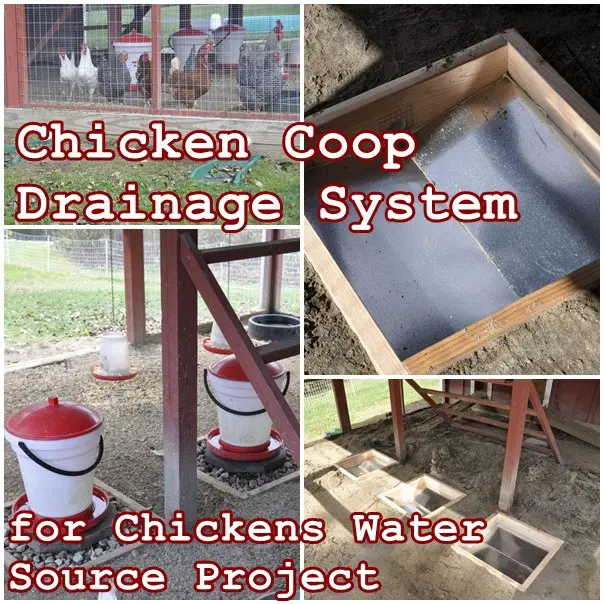 Chicken Coop Drainage System for Chickens Water Source Project - The Homestead Survival - Homesteading