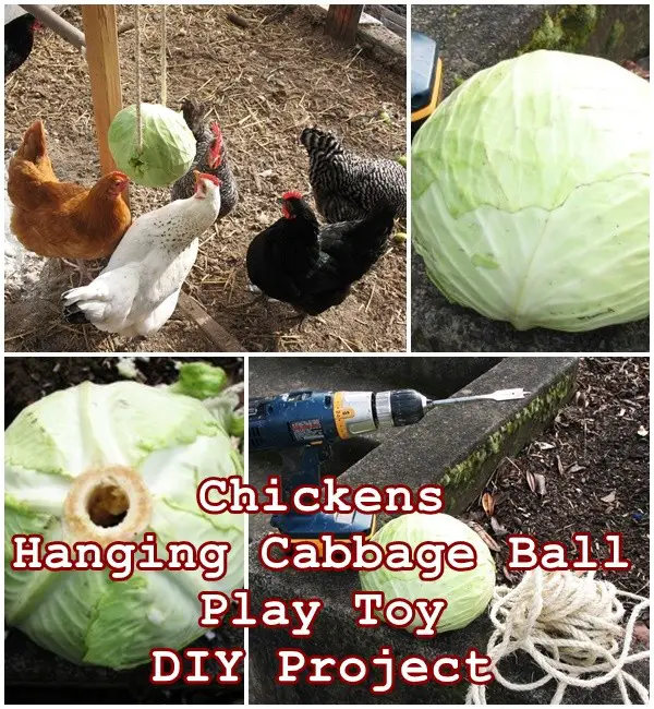 Chickens Hanging Cabbage Ball Play Toy DIY Project - The Homestead Survival