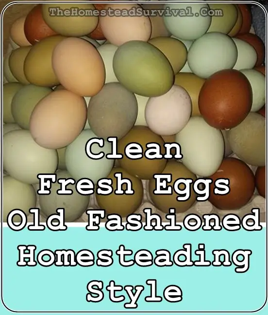 Clean Fresh Eggs Old Fashioned Homesteading Style - The Homestead Survival - Homesteading - Chickens
