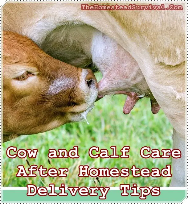 Cow and Calf Care After Homestead Delivery Tips - The Homestead Survival - Cows - Calves - Homesteading