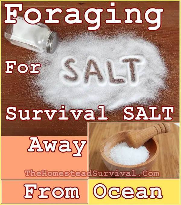 Foraging for Survival Salt Away From Ocean - Homesteading