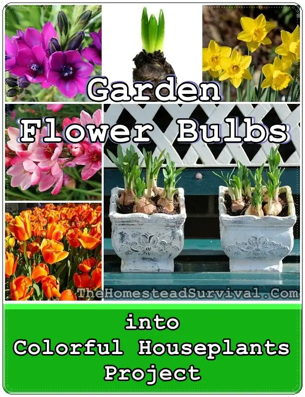 Garden Flower Bulbs into Colorful Houseplants Project - Homesteading - Gardening -The Homestead Survival 