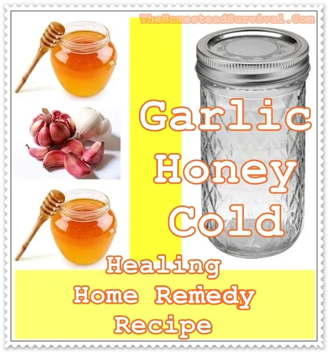 Garlic Honey Cold Healing Home Remedy Recipe - The Homestead Survival - Natural Healing Medicine