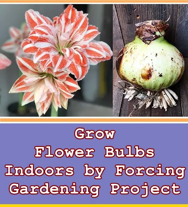 Grow Flower Bulbs Indoors by Forcing Gardening Project - The Homestead Survival 
