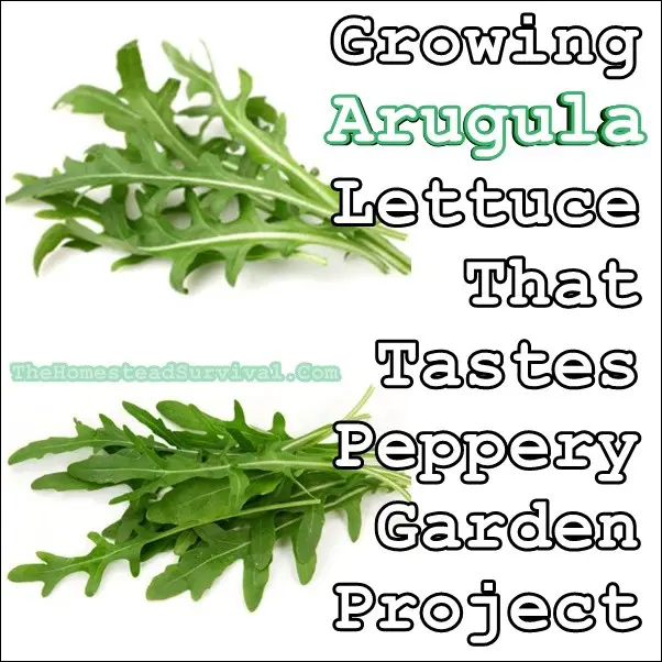 Growing Arugula Lettuce That Tastes Peppery Gardening Project - Gardening - The Homestead Survival -
