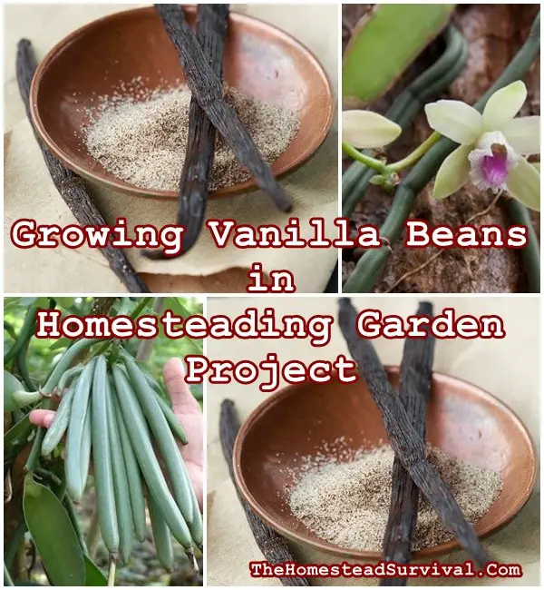 Growing Vanilla Beans in Homesteading Garden Project - Gardening - Homesteading - The Homestead Survival
