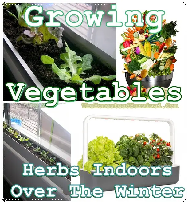 Growing Vegetables Herbs Indoors Over The Winter - Gardening - Homesteading -