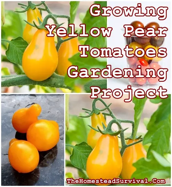 Growing Yellow Pear Tomatoes Gardening Project - The Homestead Survival 