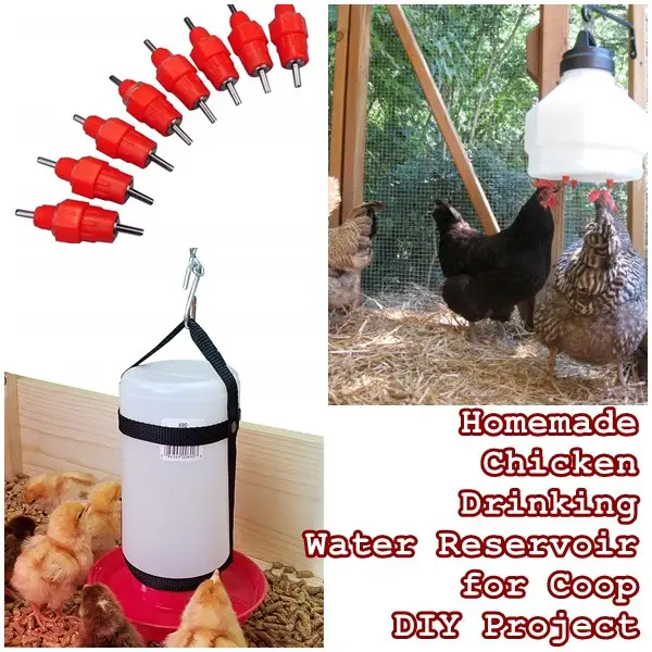 Homemade Chicken Drinking Water Reservoir for Coop DIY Project - Chickens - Homesteading 