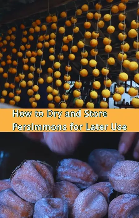 How to Dry and Store Persimmons for Later Use
