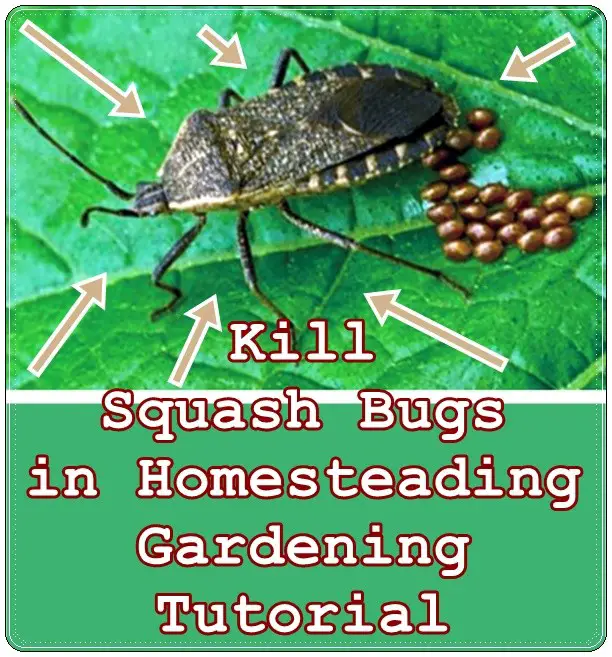 Kill Squash Bugs in Homesteading Gardening Tutorial - The Homestead Survival - Insect Control 