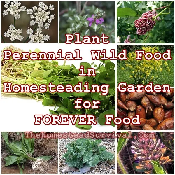 Plant Perennial Wild Food in Homesteading Garden for FOREVER Food - The Homestead Survival - Wildcrafting - Wild Food Foraging 