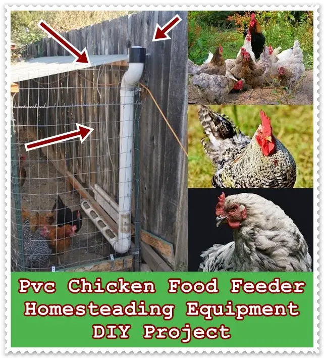 Pvc Chicken Food Feeder Homesteading Equipment DIY Project - Chickens