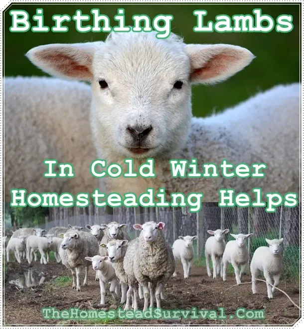 Birthing Lambs In Cold Winter Homesteading Helps - Sheep - Birth