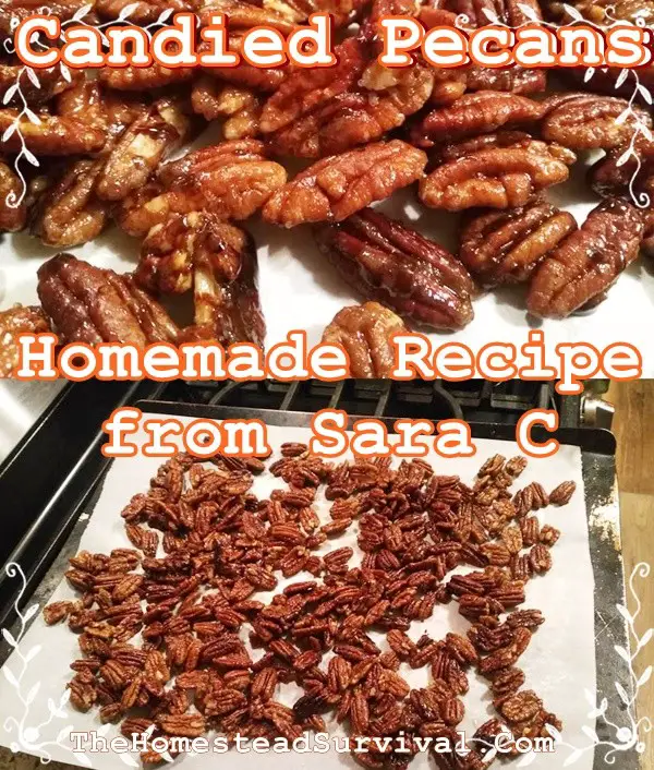 Candied Pecans Homemade Recipe from Sara C - The Homestead Survival - Sweet Desserts