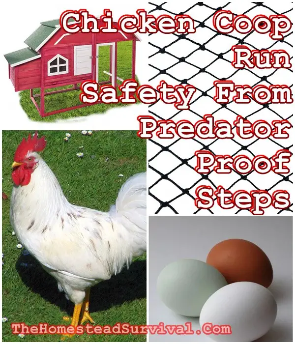 Chicken Coop Run Safety Predator Proof Steps - Homesteading - Chickens Survival 