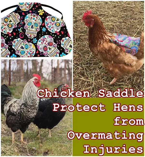 Chicken Saddle Protect Hens from Overmating Injuries - The Homestead Survival - Homesteading
