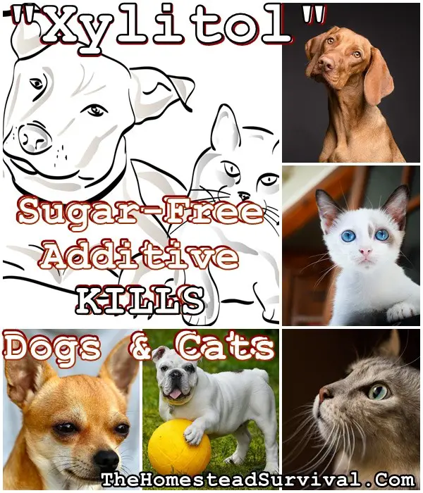 Xylitol Sugar Free Additive KILLS Dogs and Cats
