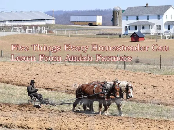 Five Things Every Homesteader Can Learn From Amish Farmers