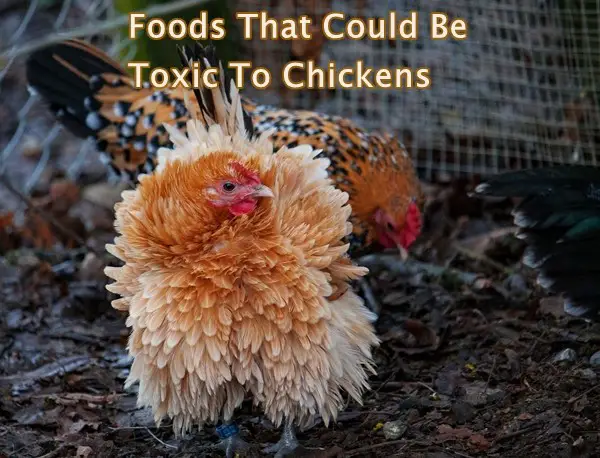 Foods That Could Be Toxic To Chickens