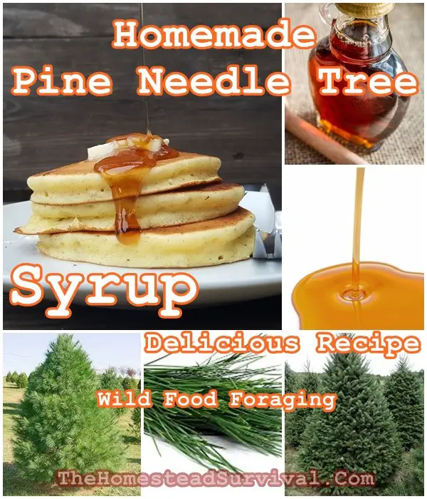 Homemade Pine Needle Tree Syrup Delicious Recipe - Wild Food Foraging - Homesteading - Frugal Free Food
