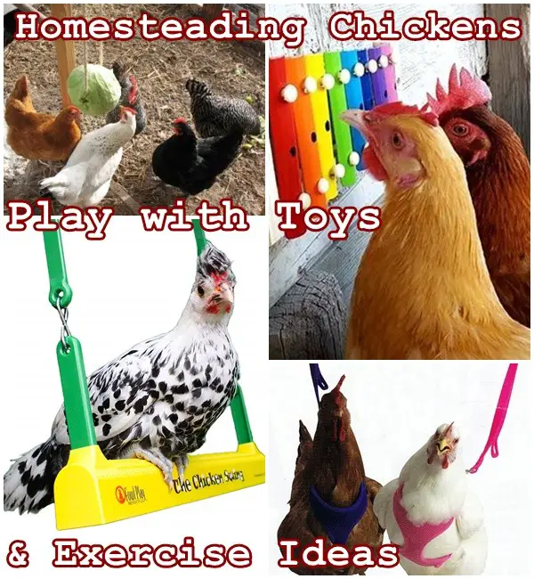 Homesteading Chickens Play with Toys and Exercise Ideas