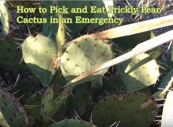 How to Pick and Eat Prickly Pear Cactus in an Emergency