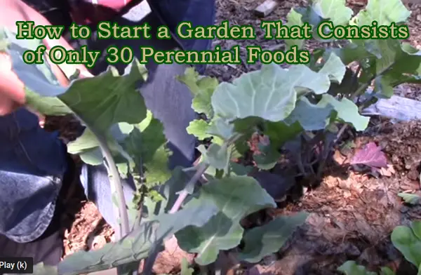 How to Start a Garden That Consists of Only 30 Perennial Foods