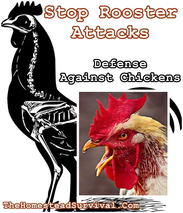 Stop Rooster Aggressive Attacks - Defense Against Chickens 