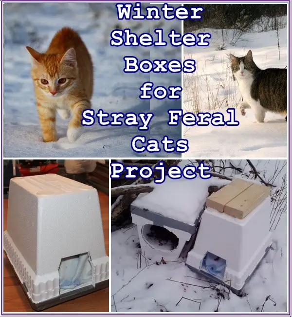 Winter Shelter Boxes for Stray Feral Cats Project - Homestead Survival - Recuse - Kindness