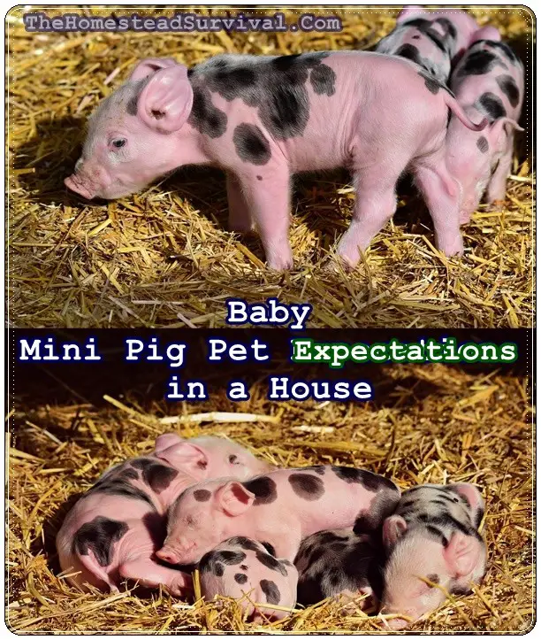 Baby Mini Pig Pet Expectations in a House - Homesteading - The Homestead Survival - Piglets