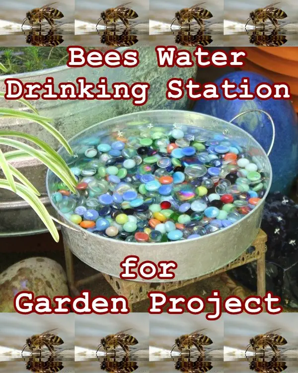 Bees Water Drinking Station for Garden Project - Homesteading
