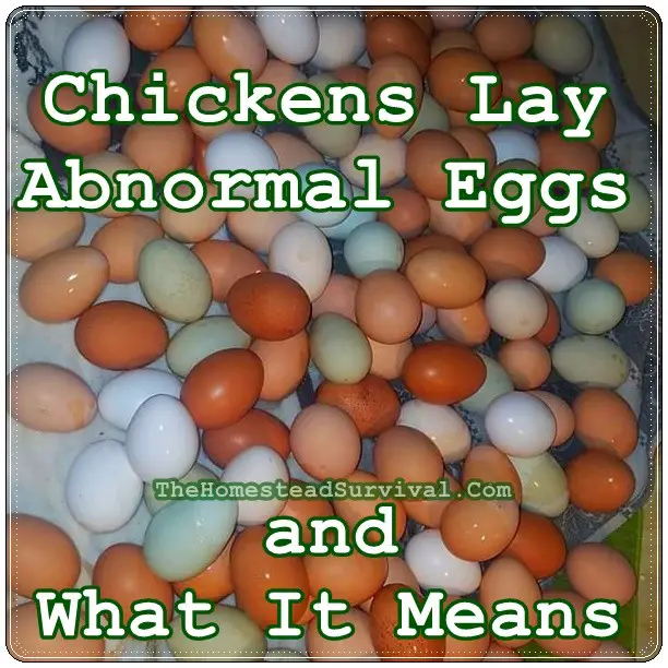 Chickens Lay Abnormal Eggs and What It Means - The Homestead Survival