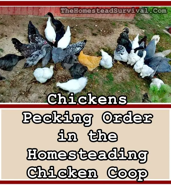 Chickens Pecking Order in the Homesteading Chicken Coop