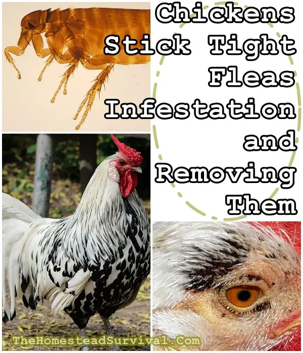 Chickens Stick Tight Fleas Infestation and Removing Them - The Homestead Survival -