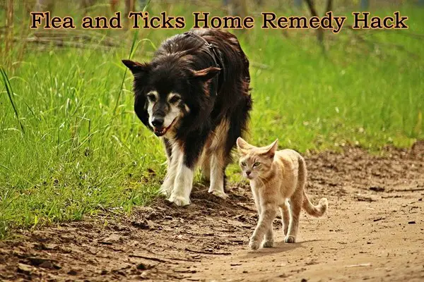 Flea and Ticks Home Remedy Hack