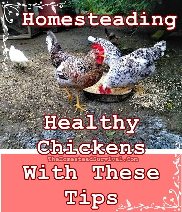 Homesteading Healthy Chickens With These Tips - The Homestead Survival - Homesteading
