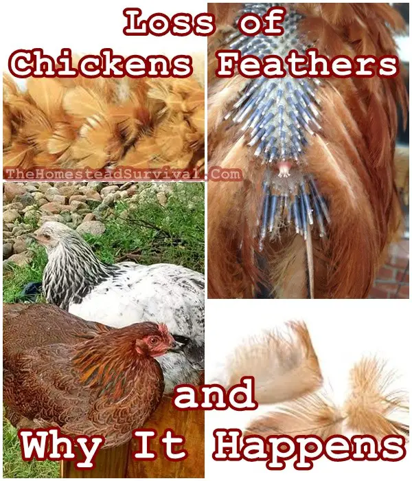 Loss of Chickens Feathers and Why It Happens - Homesteading - Poultry - The Homestead Survival