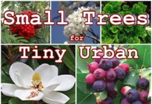 Small Trees for Tiny Urban Homesteading Gardens - The Homestead Survival