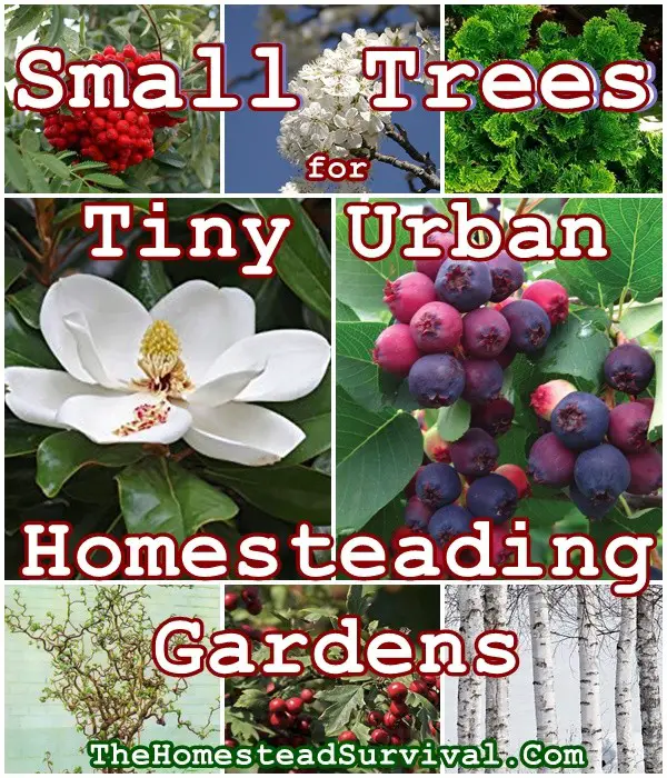 Small Trees for Tiny Urban Homesteading Gardens - The Homestead Survival