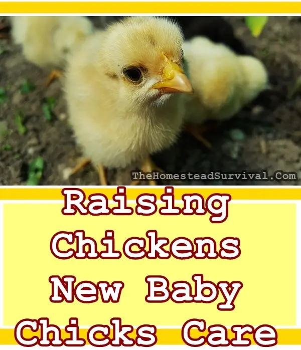 Raising Chickens | New Baby Chicks Care | The Homestead Survival