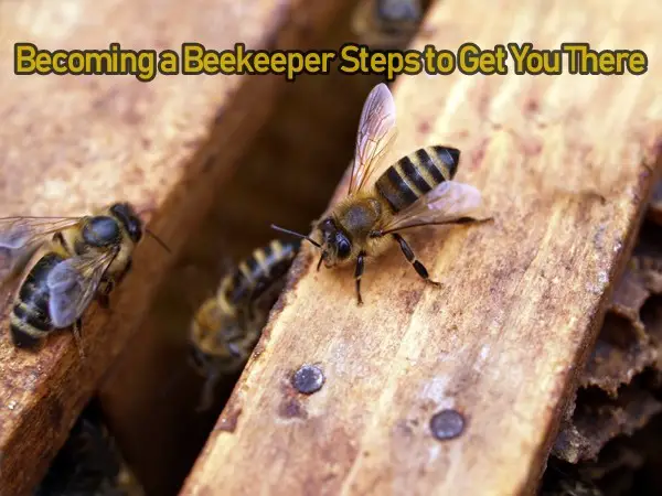 Becoming a Beekeeper Steps to Get You There